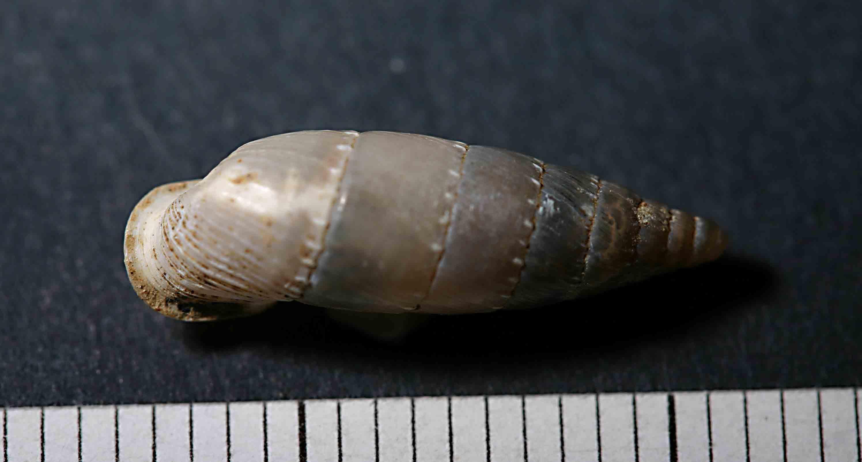 Clausilia romana 1